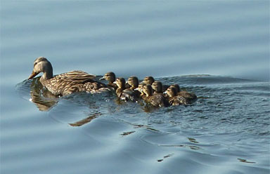 Foxwood Lake Estates Ducks Lakeland FL